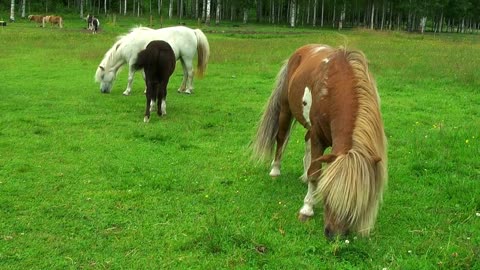 8 MINUTES of CURIOUS SHETLAND PONIES | BEST Relax Music, Meditation, Stress Relief, Calm | TVM