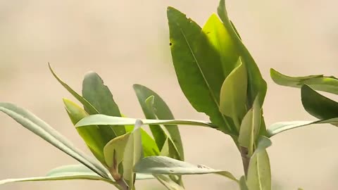 Mass mangrove, grass plug planting project will help restore estuary in Lake Worth Lagoon