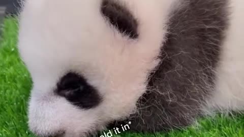 Ever heard S'pore's baby panda sneeze?