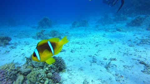 Red Sea SCUBA Diving - Clownfish defence