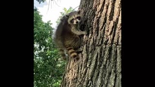 Orphaned raccoons