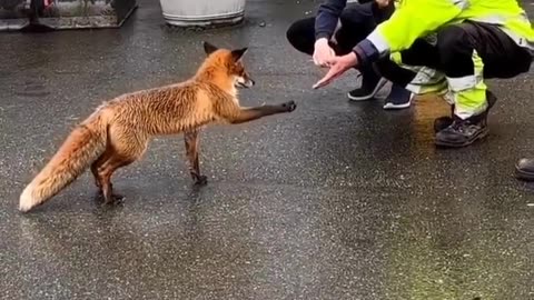 ‬‏fox saying hi!🦊❤️