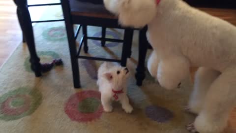 New puppy addition not intimidated by giant poodle