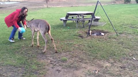 Adorable Baby Deer Plays Soccer With Humans