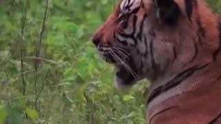 Tigers