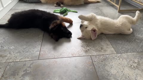 Golden Retriever Puppy vs German Shepherd Puppy [Cuteness Overload]