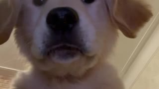 Leo the Golden Puppy Plays with Phone