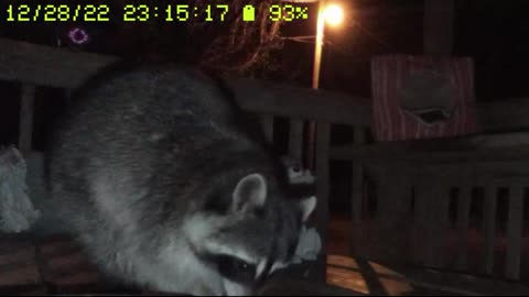 Critter Cam from Muscogee Nation in Oklahoma - Backyard - Mar 7, 2023