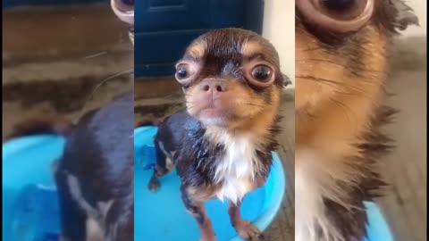 Funny Pets Compilations - Videos animals funny clips