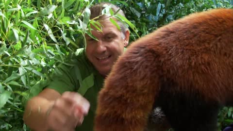 CUTE RED PANDA CREATURE ADVENTURE | The Real-Life Wild Kratts