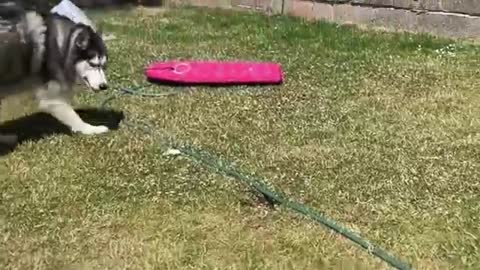 Husky Recognises His Friend’s House! He’s So Happy!