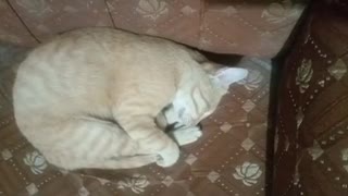 Cat sleeping