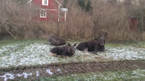 Moose Family in My Backyard