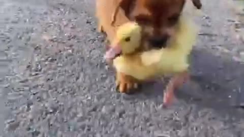 New Cute dog and duck friendship #shorts video