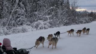 Huskies Are Fired Up For Dog Sledding Excursion
