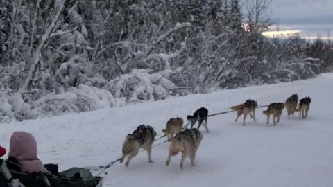 Huskies Are Fired Up For Dog Sledding Excursion