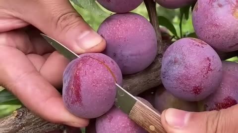 Fruit Farming Chinese Apricot