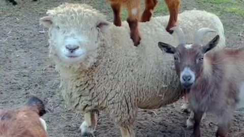 Cute Animals #Goats VS. Sheeps