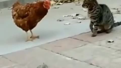 Hen and cat fight funny video