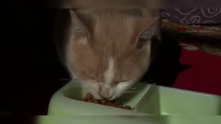 Poro the cat playing and eating