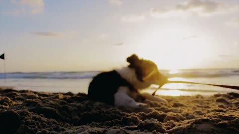 Cute Dog Morning walk Excitement on Beach 🏖️