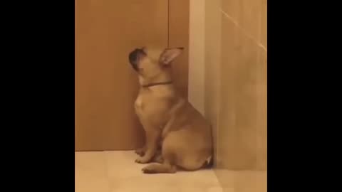 Funny French Bulldog