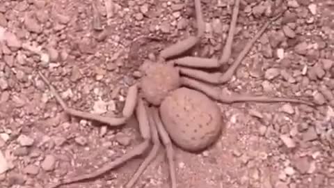 The six-eyed sand spider hiding itself 😳
