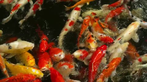 crowd of koi fish in the pond