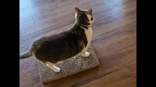 Mr. Rocky the Cat Likes His Cardboard Scratcher