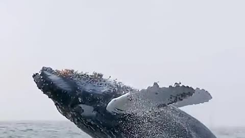 Wonderful Blue whale