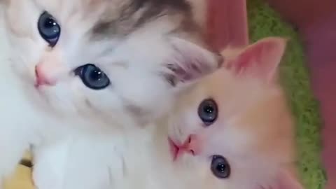 Cat Videos - Cute and Funny Cat Videos