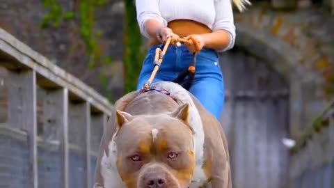 Girl with pitbull