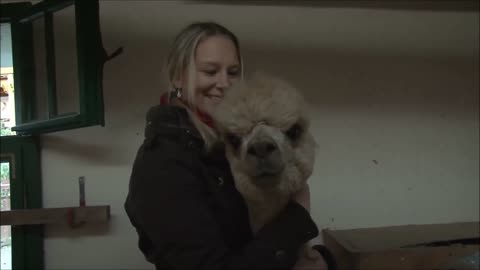 Cute Alpacas in German Farm