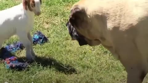 Massive Dog Adopts Special Needs Goat - SAMMY & CHANCE | The Dodo Odd Couples