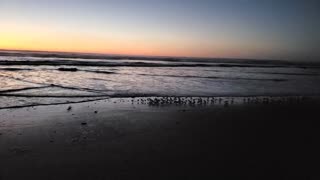 Snowy plovers pacific sunset