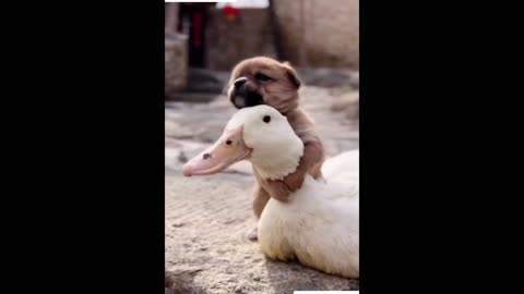 Puppy looking for warmth from mother duck