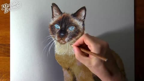 Depict The Color Shape Of A Cat's Beard