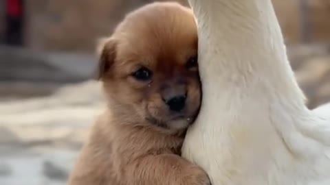 Un chiot et un canard