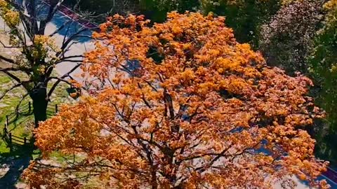 The tail of autumn How beautiful the autumn in Shennongjia is