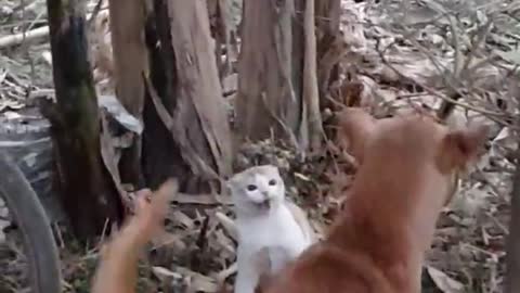 Dog vs cat fighting