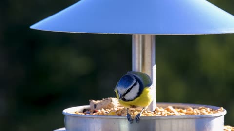 Bird blue tit plumage