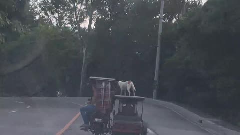 Dog Riding on Top of Tricycle in the Philippines