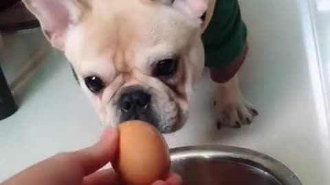 Baby Dogs Cute and Funny Dog Videos Compilation #22 Aww Animals 17
