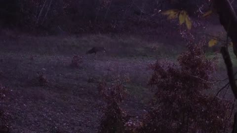 Broken Michigan 11 Point Buck