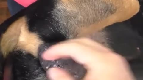 Dog operation Video