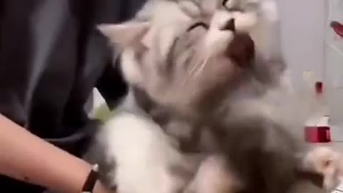 Crazy cute cat video 2