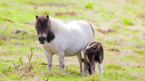 8 MINUTES of CURIOUS SHETLAND PONIES | BEST Relax Music, Meditation, Stress Relief, Calm | TVM