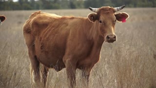 Mother Cow Standing In Farm