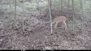 Trail cam 1 6-10-2022