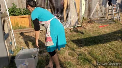 Summer Fun! Backyard Urban Homestead! From new chicks to start of garden harvest!